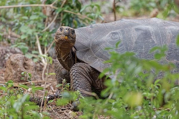Jones, Adam 아티스트의 San Cristobal giant tortoise-San Cristobal Island-Galapagos Islands-Ecuador작품입니다.